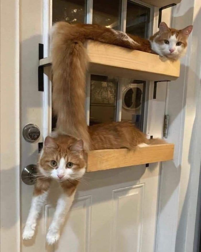 This Instagram Account Shares Animal Pictures That Are Impossible To Explain, Here Are 50 Of The Funniest