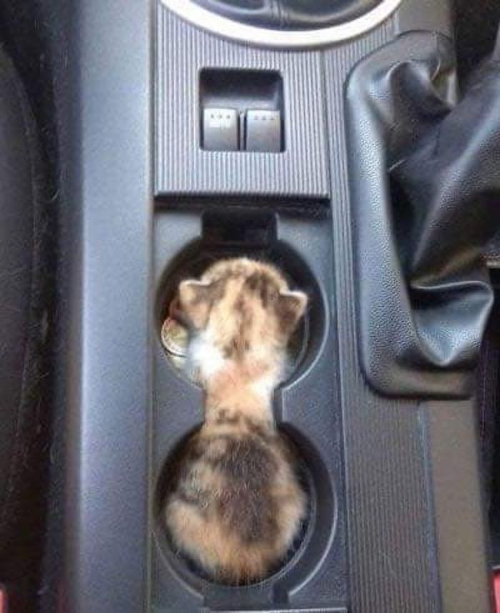 This Instagram Account Shares Animal Pictures That Are Impossible To Explain, Here Are 50 Of The Funniest