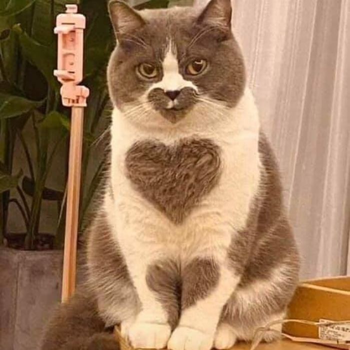 This Instagram Account Shares Animal Pictures That Are Impossible To Explain, Here Are 50 Of The Funniest
