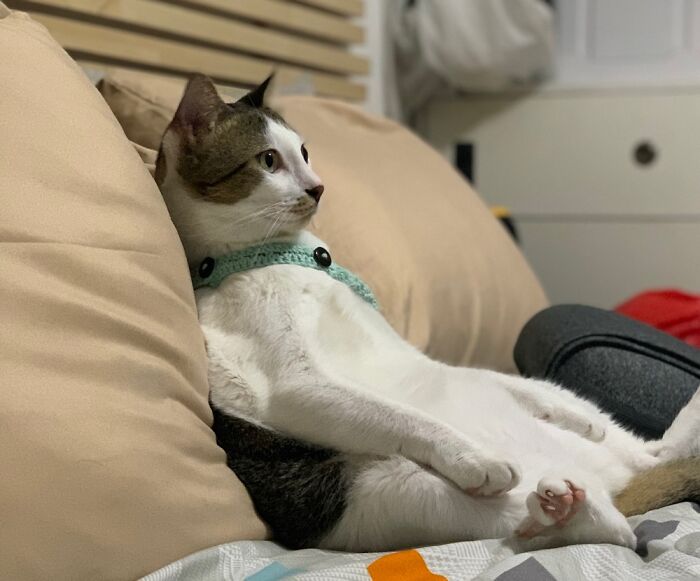 Sólo es un gato viendo la tele