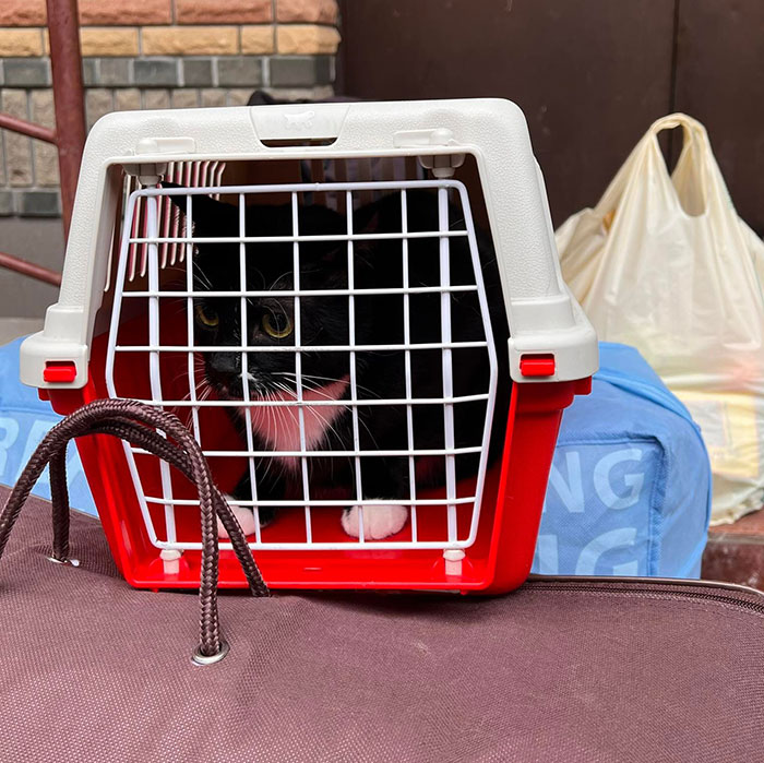 “Todo cambió cuando empezó la guerra”: Así se vive en un refugio antibombas de Kyiv cuando eres un gato