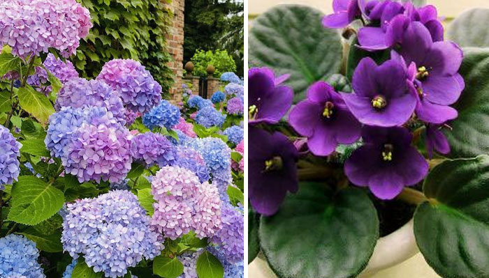 «¿Cuáles son las flores favoritas de los hombres?»: 20 Coloridas respuestas