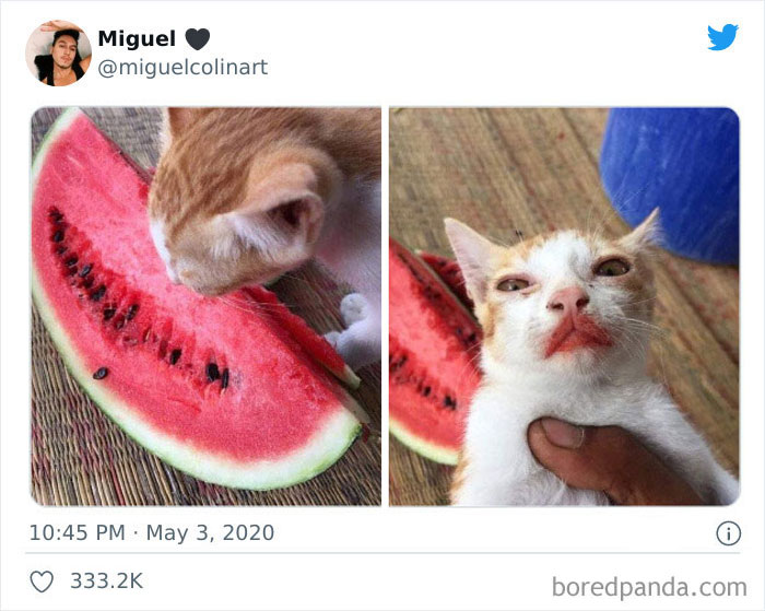 Este adorable ladrón de frutas