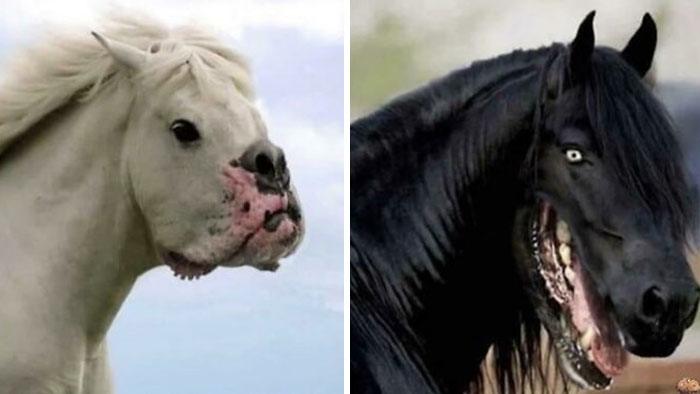 Intercambio facial de perro y caballo