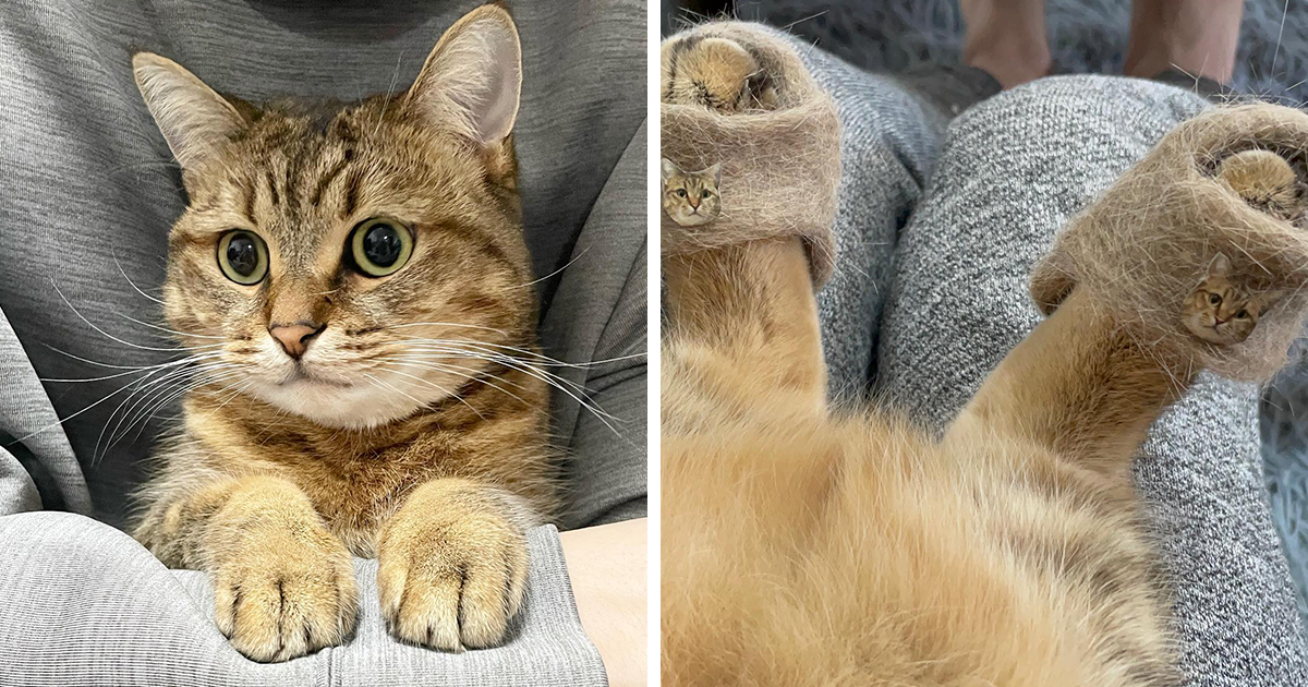 Se vuelve viral este gato con pantuflas hechas de su propio pelaje