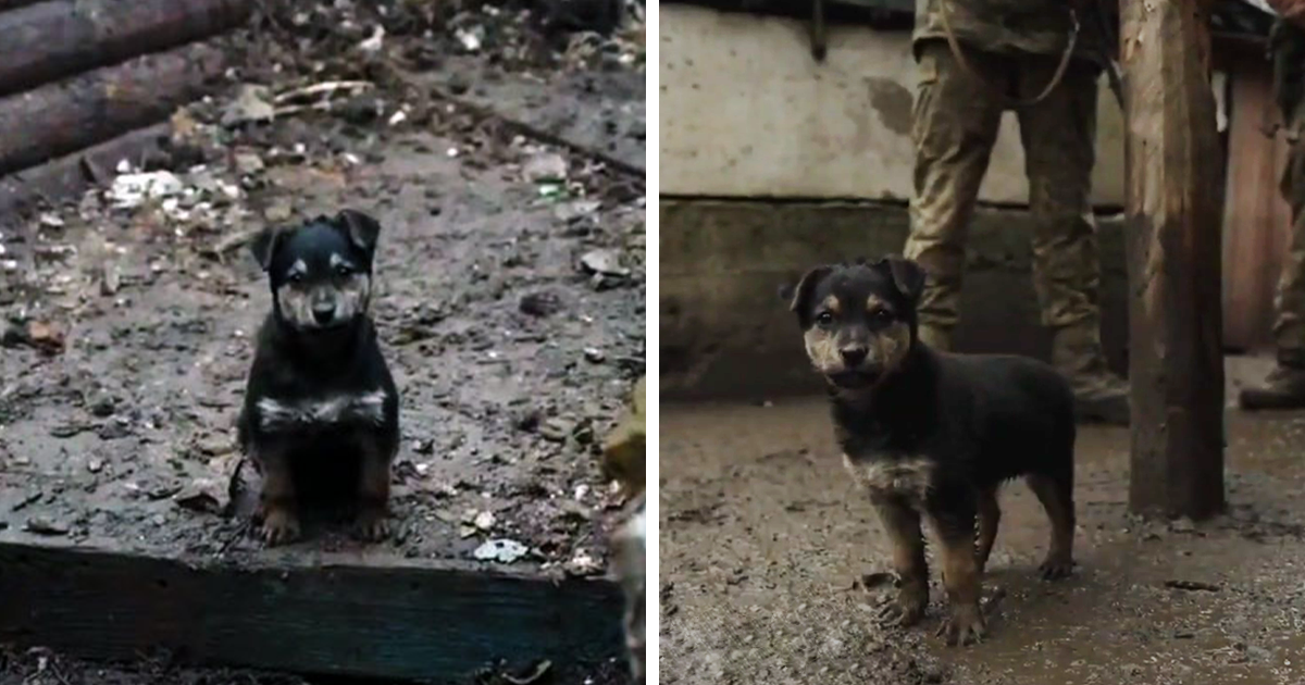 Este cachorro rescatado por soldados ucranianos se convierte en un fiel perro guardián