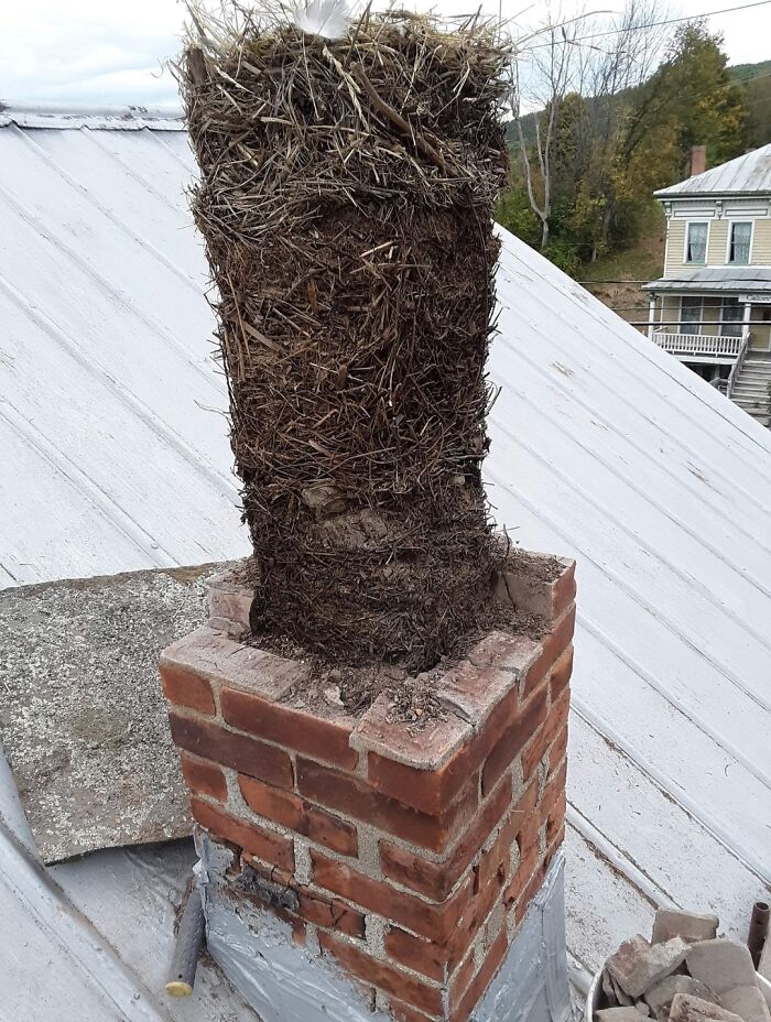 Derribando una chimenea en desuso, tenía en su interior 25 generaciones de nidos de pájaros apilados