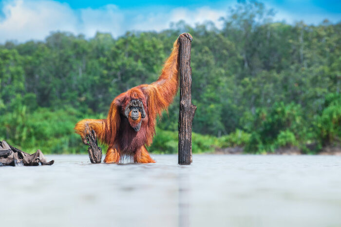 Animales en su hábitat, oro: Thomas Vijayan, Canadá