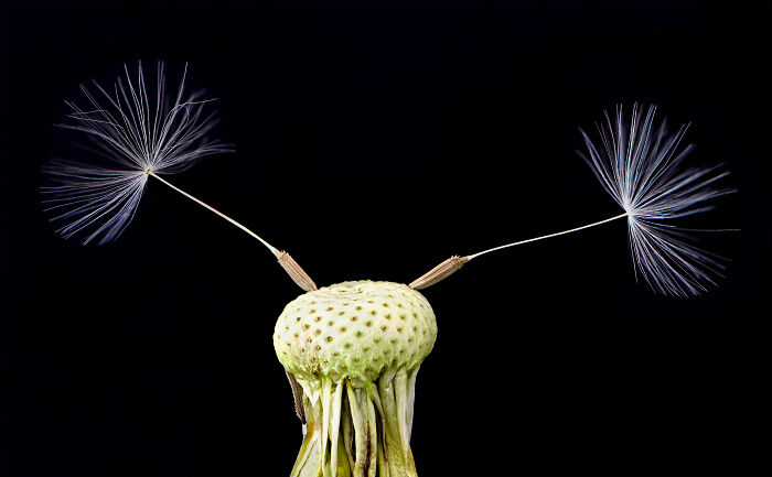 Arte de la naturaleza, plata: Monika Schneider, Alemania