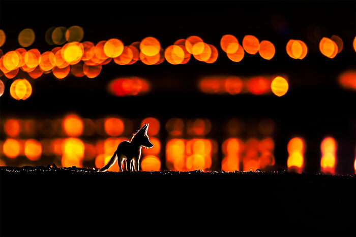 Fauna urbana, plata: Mohammad Murad, Kuwait