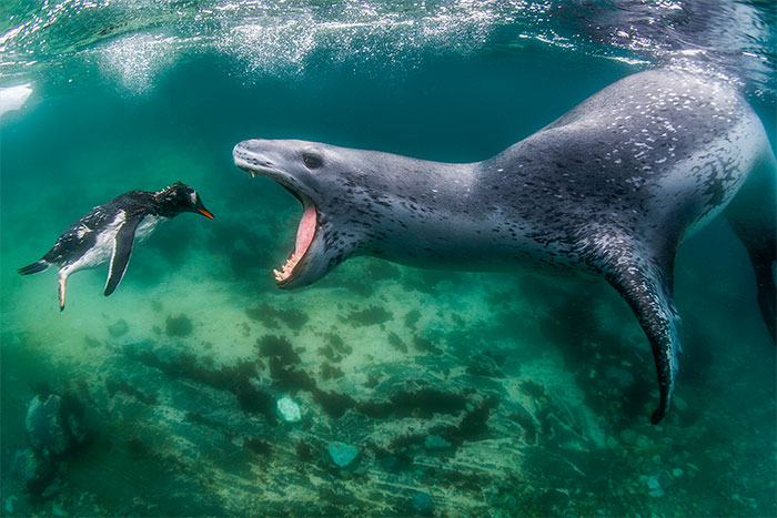 Los ganadores de los Premios Mundiales de Fotografía de la Naturaleza 2021 (WNPA) ya están aquí, y las fotos son impresionantes (30 fotos)