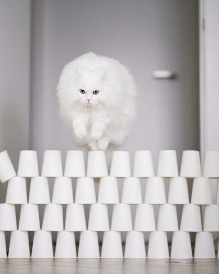 Esta gata se vuelve viral en las redes sociales al completar desafiantes pruebas de obstáculos