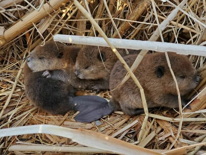 Adorable familia de castores en Canadá
