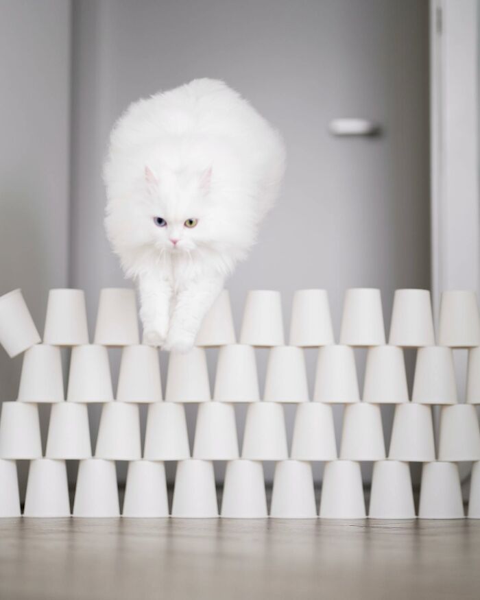 Esta gata se vuelve viral en las redes sociales al completar desafiantes pruebas de obstáculos