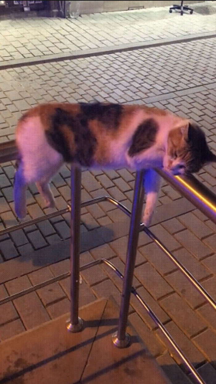 Está la física y la física de gatos
