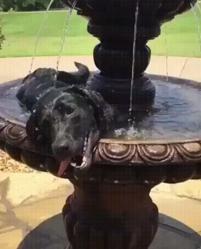 Ahora soy un perro-pájaro