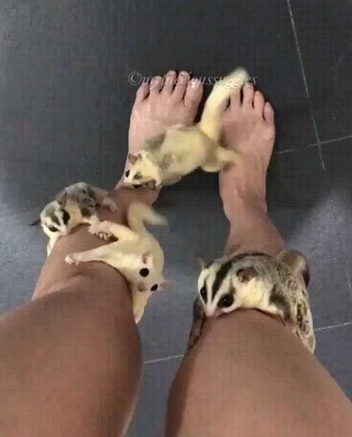 Supongo que ahora soy un árbol