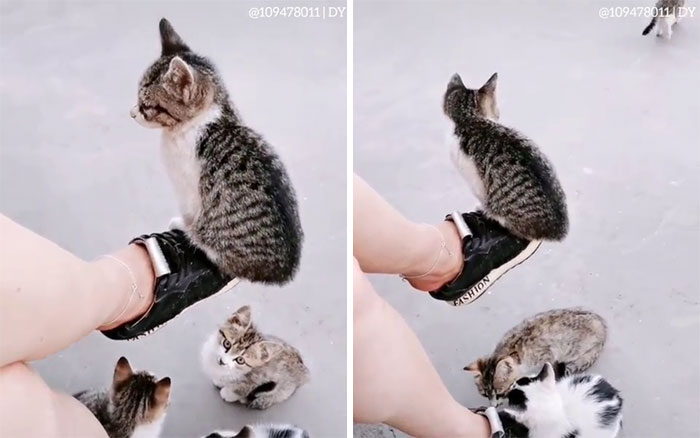 Esta es mi vida miau