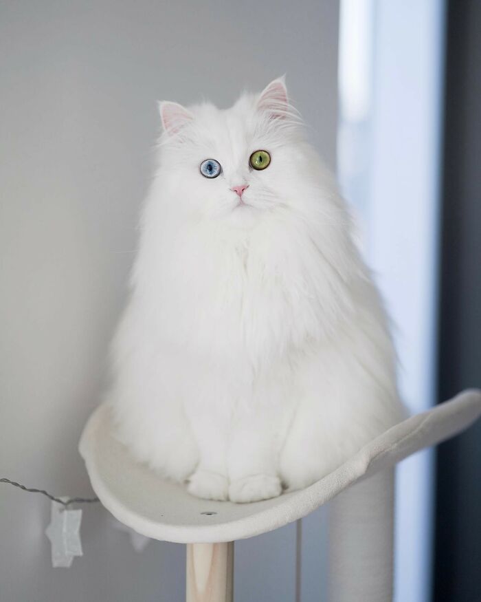 Esta gata se vuelve viral en las redes sociales al completar desafiantes pruebas de obstáculos