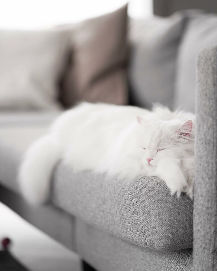 Esta gata se vuelve viral en las redes sociales al completar desafiantes pruebas de obstáculos