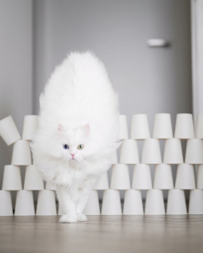 Esta gata se vuelve viral en las redes sociales al completar desafiantes pruebas de obstáculos