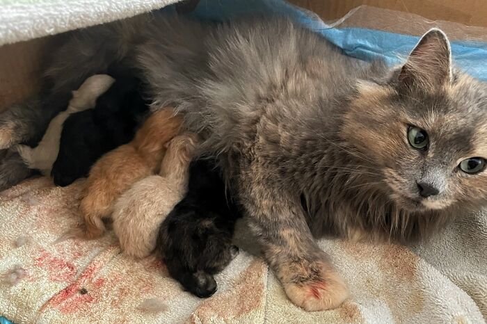 Jade, la gata de acogida embarazada que mi mujer trajo a casa como "sorpresa" la semana pasada, ha tenido hoy sus gatitos