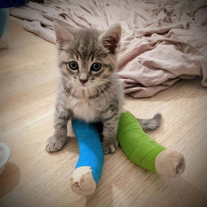 Gato rescatado con las patitas rotas