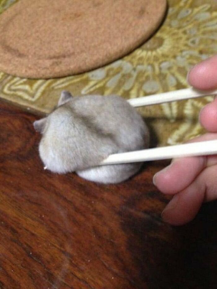 “Japanese Stuff Without Context”: 40 Funny And Weird Pics That Showcase How Unique Japan Really Is