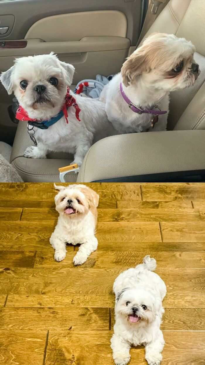 Peach y Chubbs son una pareja de ancianos unidos del hogar de una anciana que falleció a finales de 2020
