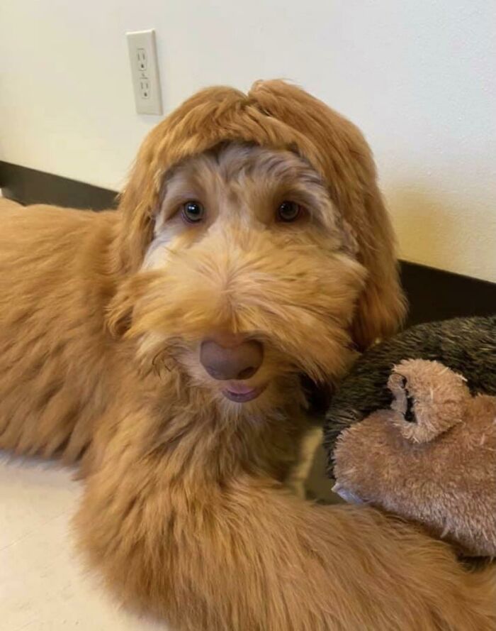 Una señora publicó esto en una página de FB de "Hazlo tu mismo: Peluquero para perros y dijo que ellos pensaban que lo habían estropeado y ahora no puedo dejar de reír