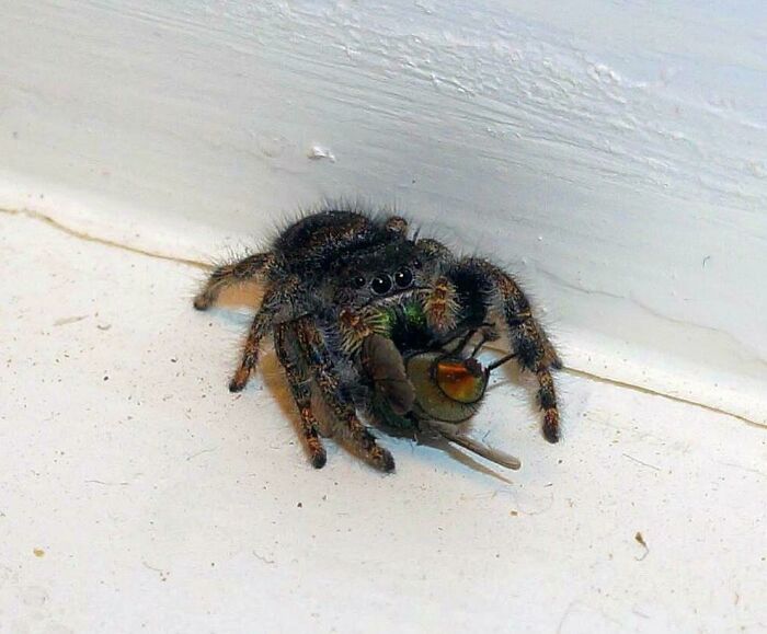 Frank, la araña saltadora que se come las moscas que entran en casa