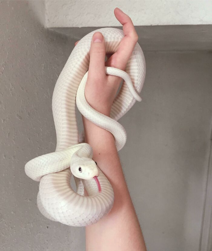 Es un buen chico