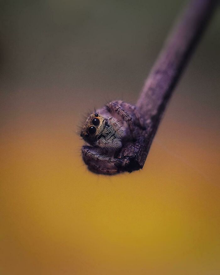 Araña saltadora en el bosque
