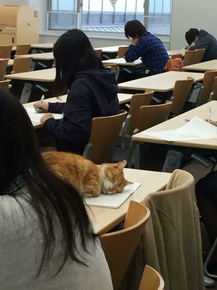 Vida universitaria