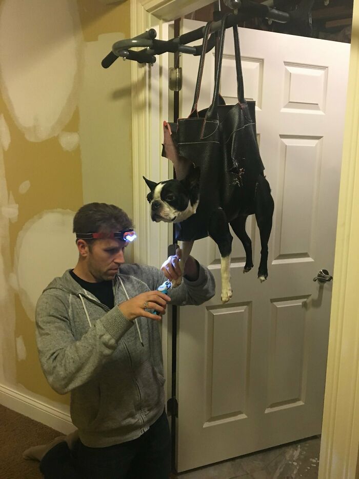 Un Boston Terrier que odia que le corten las uñas está resignado a su destino