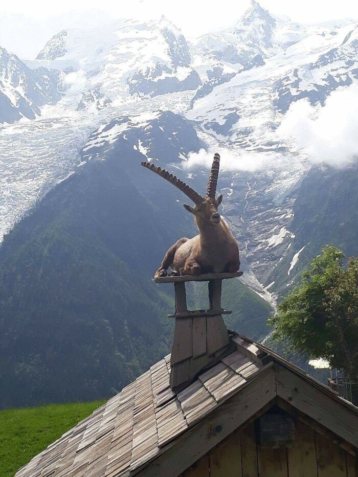 Una cabra montesa en la chimenea