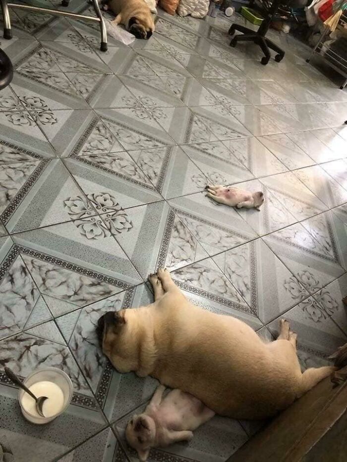 Esa vida de cachorros