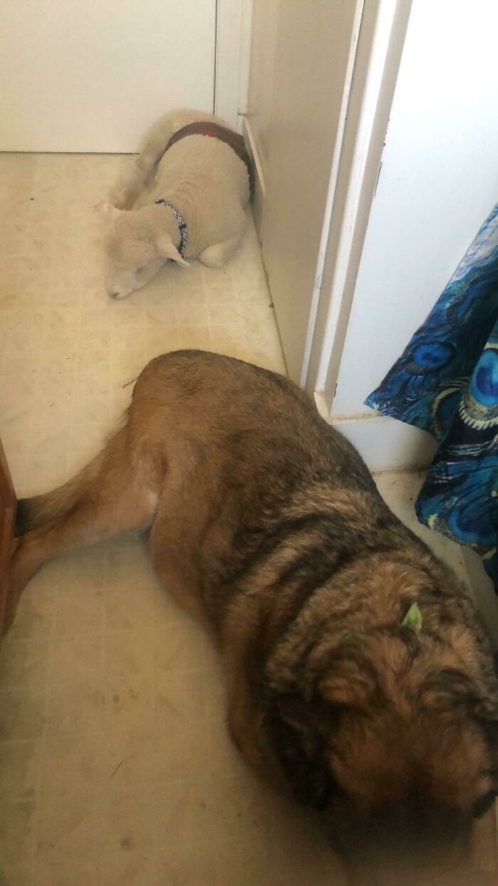 A mi cordero no le gusta estar solo, así que metió al perro en el baño mientras yo estaba en la ducha y cerró la puerta a golpes... ...para que los tres pudiéramos estar en mi pequeño baño... Mis peligros de viaje favoritos...