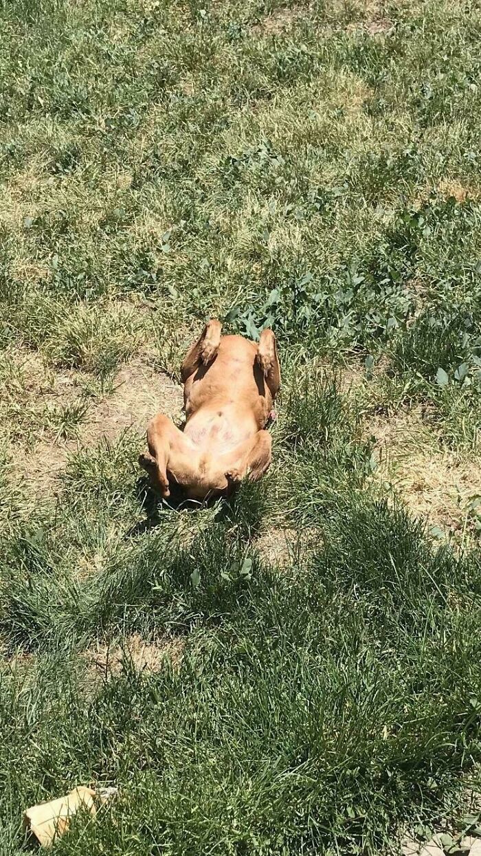 Demasiado calor fuera. Convirtiéndose en un pollo asado