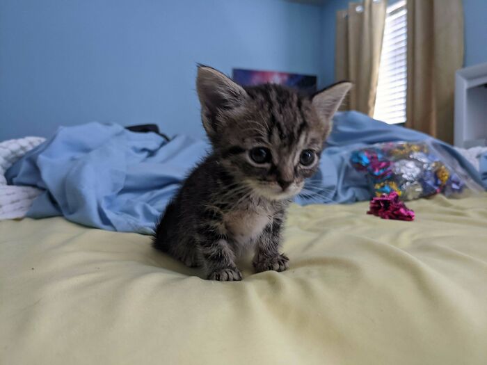 Recibí una camada de gatitos en mi refugio y uno de ellos tiene enanismo. Tiene la mitad del tamaño de sus hermanitos. Altamente criminal, simplemente ruin