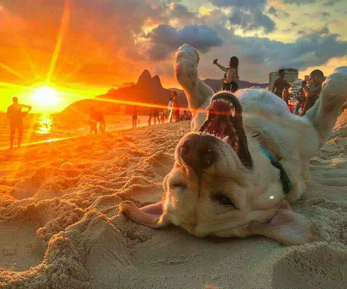 Cada día tiene su perro