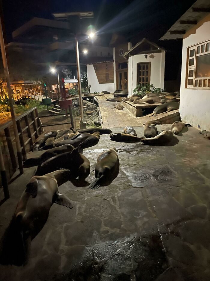 El único camino de vuelta a mi habitación está bloqueado por unos leones marinos simpáticos pero increíblemente enfadados