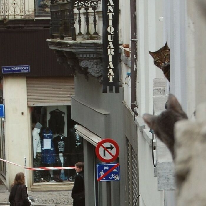 La definición de archi enemigos en una imagen