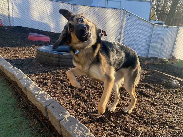 Mi chica en la guardería de perros. Ella es la belleza y es la gracia