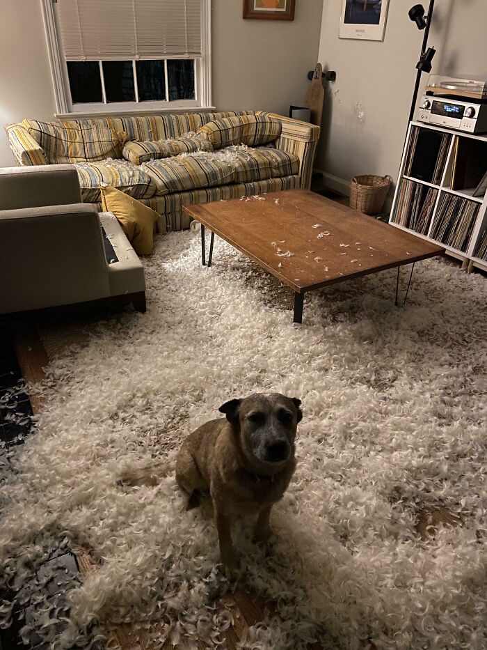 Roscoe se encargó de la decoración navideña con sus propias manos (patas)