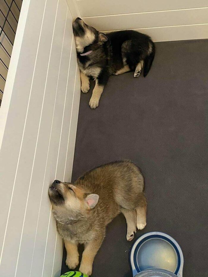 Hermanos de siesta