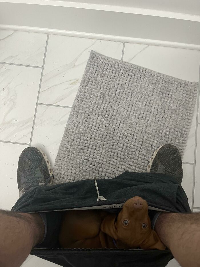 Digamos que el nuevo cachorro está cómodo