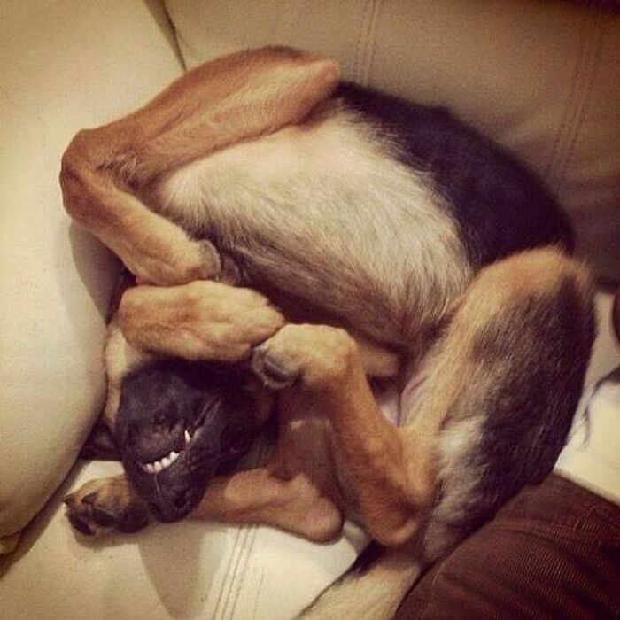 Cuando monte su kit de perro, asegúrese de seguir las instrucciones para evitar desastres como éste