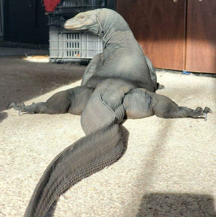 Dragón de Komodo
