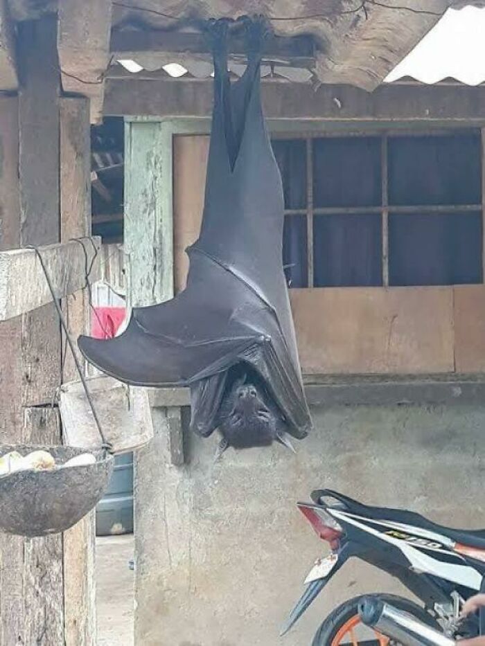 Una unidad absoluta de un murciélago (1,65 m)